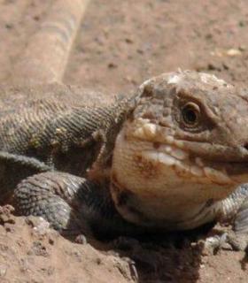 La Gomera cría en cautividad a 400 ejemplares del Lagarto Gigante · foto 3