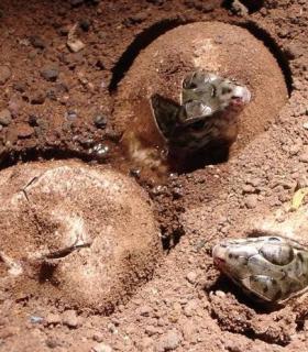 La Gomera cría en cautividad a 400 ejemplares del Lagarto Gigante · foto 2