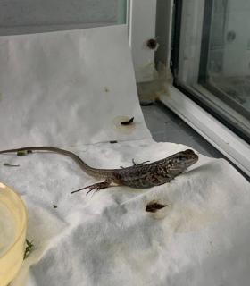 La Gomera cría en cautividad a 400 ejemplares del Lagarto Gigante · foto 1