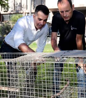 El Ayuntamiento de Santa Cruz de Tenerife inicia una nueva campaña de rescate de cotorras · foto 1