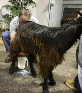 El Sauzal realiza sus primeras Olimpiadas Rurales · foto 5