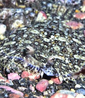 Arturo Telle en Master Fotosub y Tanausú Motas en IV Open de la Biodiversidad, ganadores del 23º Open Fotosub isla de El Hierro · foto 41