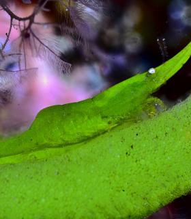 Arturo Telle en Master Fotosub y Tanausú Motas en IV Open de la Biodiversidad, ganadores del 23º Open Fotosub isla de El Hierro · foto 12