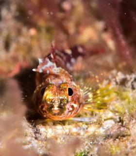 Arturo Telle en Master Fotosub y Tanausú Motas en IV Open de la Biodiversidad, ganadores del 23º Open Fotosub isla de El Hierro · foto 39