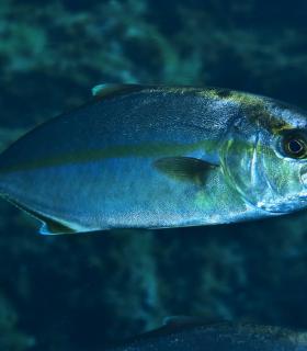 Arturo Telle en Master Fotosub y Tanausú Motas en IV Open de la Biodiversidad, ganadores del 23º Open Fotosub isla de El Hierro · foto 42