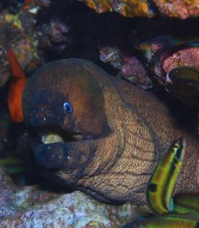 Arturo Telle en Master Fotosub y Tanausú Motas en IV Open de la Biodiversidad, ganadores del 23º Open Fotosub isla de El Hierro · foto 22