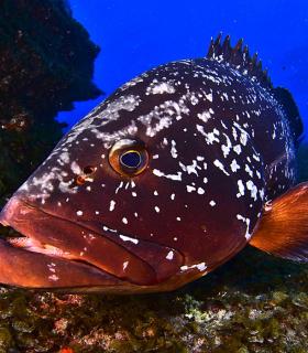 Arturo Telle en Master Fotosub y Tanausú Motas en IV Open de la Biodiversidad, ganadores del 23º Open Fotosub isla de El Hierro · foto 10