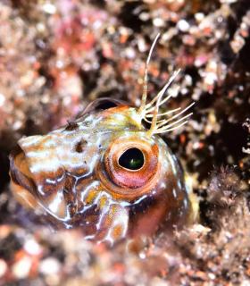 Arturo Telle en Master Fotosub y Tanausú Motas en IV Open de la Biodiversidad, ganadores del 23º Open Fotosub isla de El Hierro · foto 38