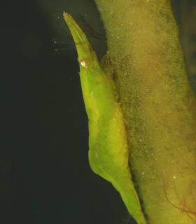 Arturo Telle en Master Fotosub y Tanausú Motas en IV Open de la Biodiversidad, ganadores del 23º Open Fotosub isla de El Hierro · foto 7