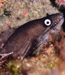 Arturo Telle en Master Fotosub y Tanausú Motas en IV Open de la Biodiversidad, ganadores del 23º Open Fotosub isla de El Hierro · foto 36