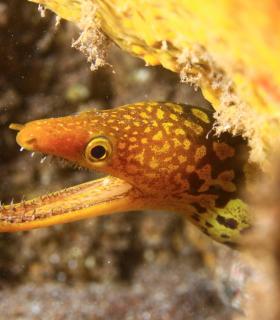 Arturo Telle en Master Fotosub y Tanausú Motas en IV Open de la Biodiversidad, ganadores del 23º Open Fotosub isla de El Hierro · foto 25