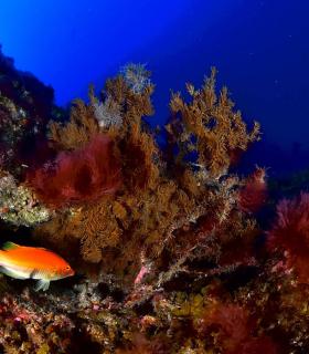 Arturo Telle en Master Fotosub y Tanausú Motas en IV Open de la Biodiversidad, ganadores del 23º Open Fotosub isla de El Hierro · foto 18