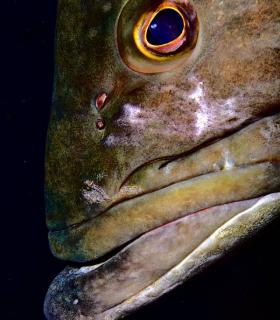 Arturo Telle en Master Fotosub y Tanausú Motas en IV Open de la Biodiversidad, ganadores del 23º Open Fotosub isla de El Hierro · foto 15
