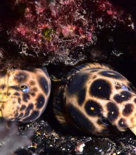Arturo Telle en Master Fotosub y Tanausú Motas en IV Open de la Biodiversidad, ganadores del 23º Open Fotosub isla de El Hierro · foto 37