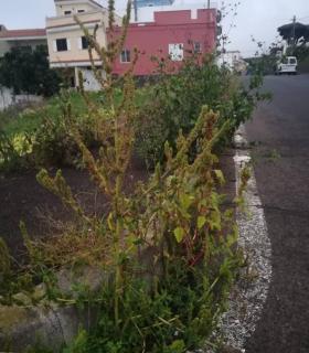 San Juan de La Rambla: AIS-CC considera excesivos los sueldos de los y las ediles del gobierno local · foto 3