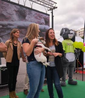 Santa Cruz de Tenerife: 1.115 kilos de pienso, snacks y juguetes donados y tres preadopciones, balance del Día de los Animales · foto 3