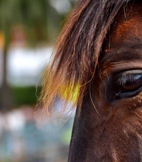 Carrera de sortija a caballo en Tacoronte 2019 · foto 35