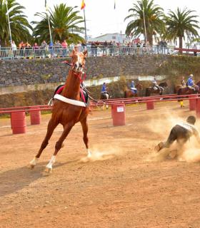 Carrera de sortija a caballo en Tacoronte 2019 · foto 8