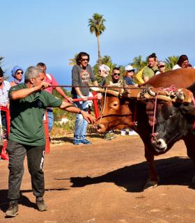 XXXI Concurso de Arrastre de Ganado. Trofeo Gobierno de Canarias, Temporada 2019. Tacoronte, 13-01-2019 · foto 9