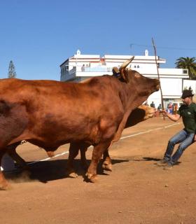XXXI Concurso de Arrastre de Ganado. Trofeo Gobierno de Canarias, Temporada 2019. Tacoronte, 13-01-2019 · foto 41