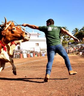 XXXI Concurso de Arrastre de Ganado. Trofeo Gobierno de Canarias, Temporada 2019. Tacoronte, 13-01-2019 · foto 15