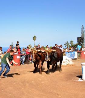 XXXI Concurso de Arrastre de Ganado. Trofeo Gobierno de Canarias, Temporada 2019. Tacoronte, 13-01-2019 · foto 45