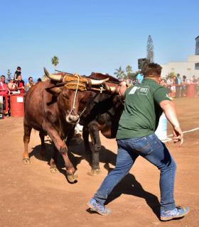 XXXI Concurso de Arrastre de Ganado. Trofeo Gobierno de Canarias, Temporada 2019. Tacoronte, 13-01-2019 · foto 56
