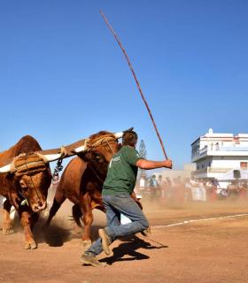 XXXI Concurso de Arrastre de Ganado. Trofeo Gobierno de Canarias, Temporada 2019. Tacoronte, 13-01-2019 · foto 55
