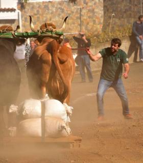 XXXI Concurso de Arrastre de Ganado. Trofeo Gobierno de Canarias, Temporada 2019. Tacoronte, 13-01-2019 · foto 5