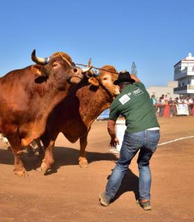 XXXI Concurso de Arrastre de Ganado. Trofeo Gobierno de Canarias, Temporada 2019. Tacoronte, 13-01-2019 · foto 48
