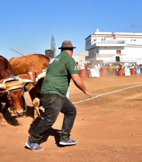 XXXI Concurso de Arrastre de Ganado. Trofeo Gobierno de Canarias, Temporada 2019. Tacoronte, 13-01-2019 · foto 52