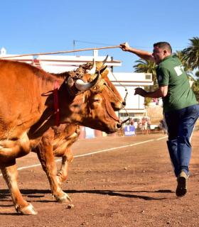 XXXI Concurso de Arrastre de Ganado. Trofeo Gobierno de Canarias, Temporada 2019. Tacoronte, 13-01-2019 · foto 12