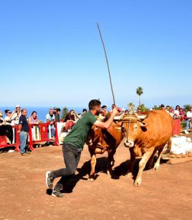 XXXI Concurso de Arrastre de Ganado. Trofeo Gobierno de Canarias, Temporada 2019. Tacoronte, 13-01-2019 · foto 11