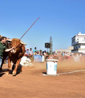 XXXI Concurso de Arrastre de Ganado. Trofeo Gobierno de Canarias, Temporada 2019. Tacoronte, 13-01-2019 · foto 42