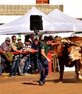 XXXI Concurso de Arrastre de Ganado. Trofeo Gobierno de Canarias, Temporada 2019. Tacoronte, 13-01-2019 · foto 47