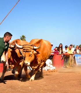 XXXI Concurso de Arrastre de Ganado. Trofeo Gobierno de Canarias, Temporada 2019. Tacoronte, 13-01-2019 · foto 30