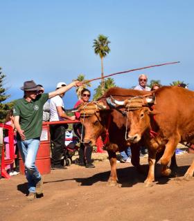 XXXI Concurso de Arrastre de Ganado. Trofeo Gobierno de Canarias, Temporada 2019. Tacoronte, 13-01-2019 · foto 1