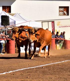 XXXI Concurso de Arrastre de Ganado. Trofeo Gobierno de Canarias, Temporada 2019. Tacoronte, 13-01-2019 · foto 7