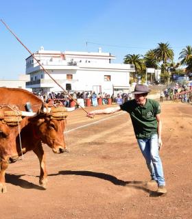 XXXI Concurso de Arrastre de Ganado. Trofeo Gobierno de Canarias, Temporada 2019. Tacoronte, 13-01-2019 · foto 31