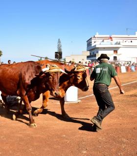 XXXI Concurso de Arrastre de Ganado. Trofeo Gobierno de Canarias, Temporada 2019. Tacoronte, 13-01-2019 · foto 10
