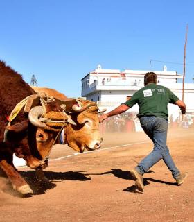 XXXI Concurso de Arrastre de Ganado. Trofeo Gobierno de Canarias, Temporada 2019. Tacoronte, 13-01-2019 · foto 51
