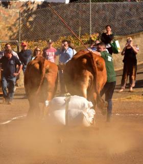 XXXI Concurso de Arrastre de Ganado. Trofeo Gobierno de Canarias, Temporada 2019. Tacoronte, 13-01-2019 · foto 13