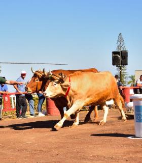 XXXI Concurso de Arrastre de Ganado. Trofeo Gobierno de Canarias, Temporada 2019. Tacoronte, 13-01-2019 · foto 29