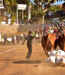 XXXI Concurso de Arrastre de Ganado. Trofeo Gobierno de Canarias, Temporada 2019. Tacoronte, 13-01-2019 · foto 23