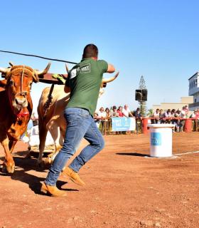 XXXI Concurso de Arrastre de Ganado. Trofeo Gobierno de Canarias, Temporada 2019. Tacoronte, 13-01-2019 · foto 34