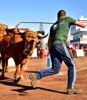 XXXI Concurso de Arrastre de Ganado. Trofeo Gobierno de Canarias, Temporada 2019. Tacoronte, 13-01-2019 · foto 20