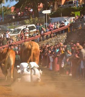 XXXI Concurso de Arrastre de Ganado. Trofeo Gobierno de Canarias, Temporada 2019. Tacoronte, 13-01-2019 · foto 37
