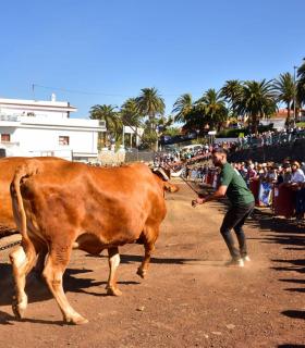 XXXI Concurso de Arrastre de Ganado. Trofeo Gobierno de Canarias, Temporada 2019. Tacoronte, 13-01-2019 · foto 21
