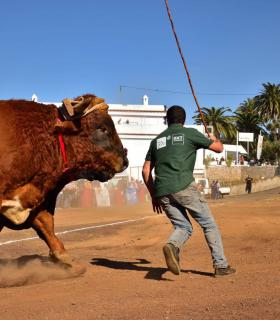 XXXI Concurso de Arrastre de Ganado. Trofeo Gobierno de Canarias, Temporada 2019. Tacoronte, 13-01-2019 · foto 38