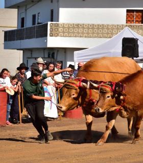 XXXI Concurso de Arrastre de Ganado. Trofeo Gobierno de Canarias, Temporada 2019. Tacoronte, 13-01-2019 · foto 39